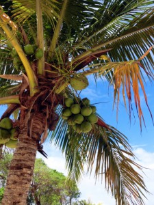 椰子の木